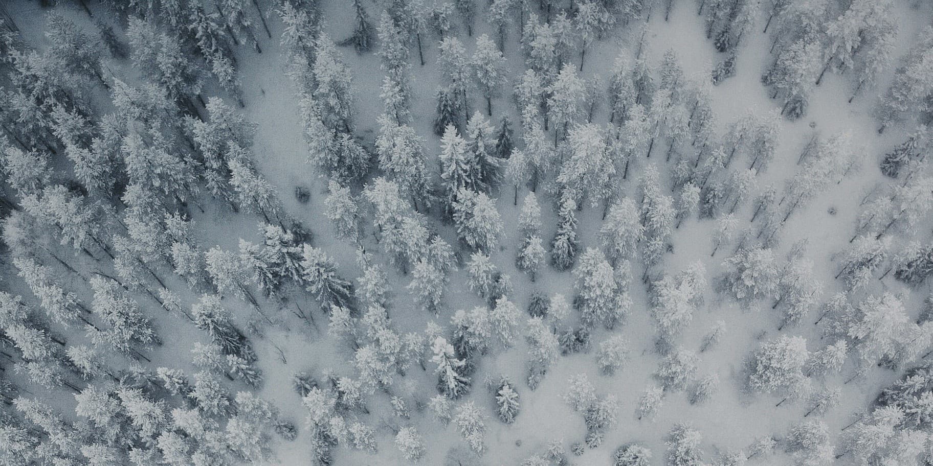 Aerial view of snow covered trees